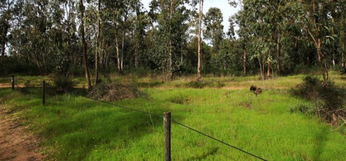 חורשת האקליפטוס ותחילת שביל האירוסים. צילום: יעקב שקולניק