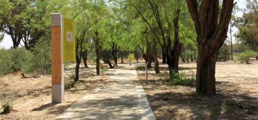 שביל העצים. צילום: יעקב שקולניק