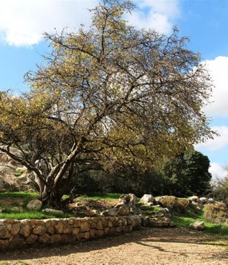 לבנה רפואי. צילום: יעקב שקולניק