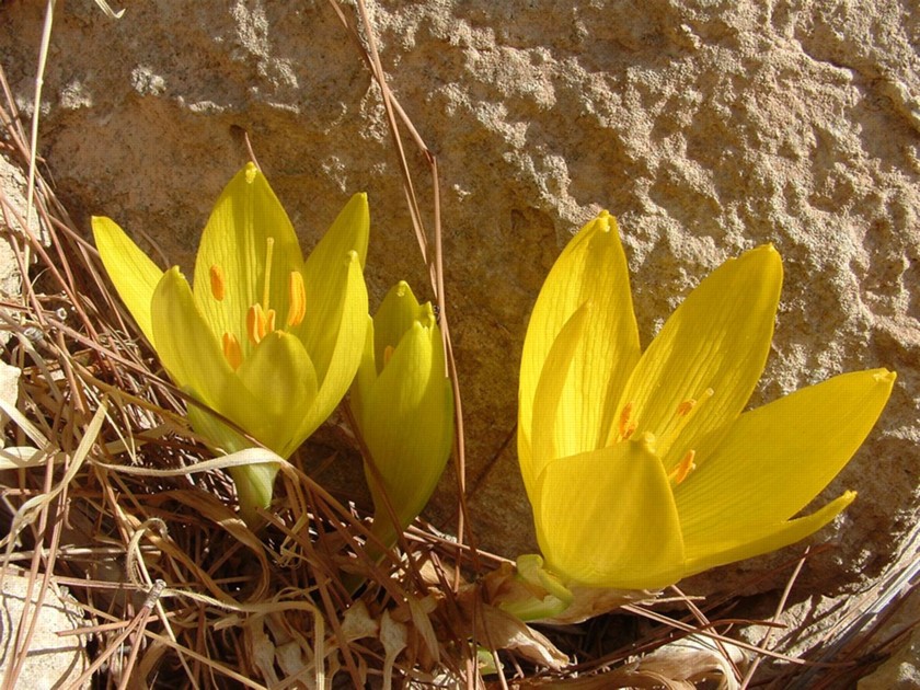 חלמוניות ביער להב. צילום: טלילה ליבשיץ