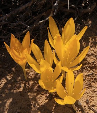 חלמונית גדולה ברכס ירוחם. צילום: יעקב שקולניק