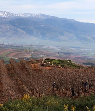 עובדים במטע תפוחים. צילום: יעקב שקולניק