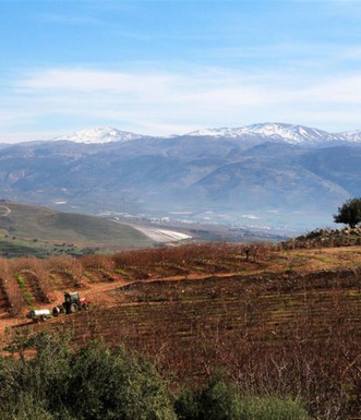 מטע תפוחים על רקע החרמון המושלג. צילום: יעקב שקולניק