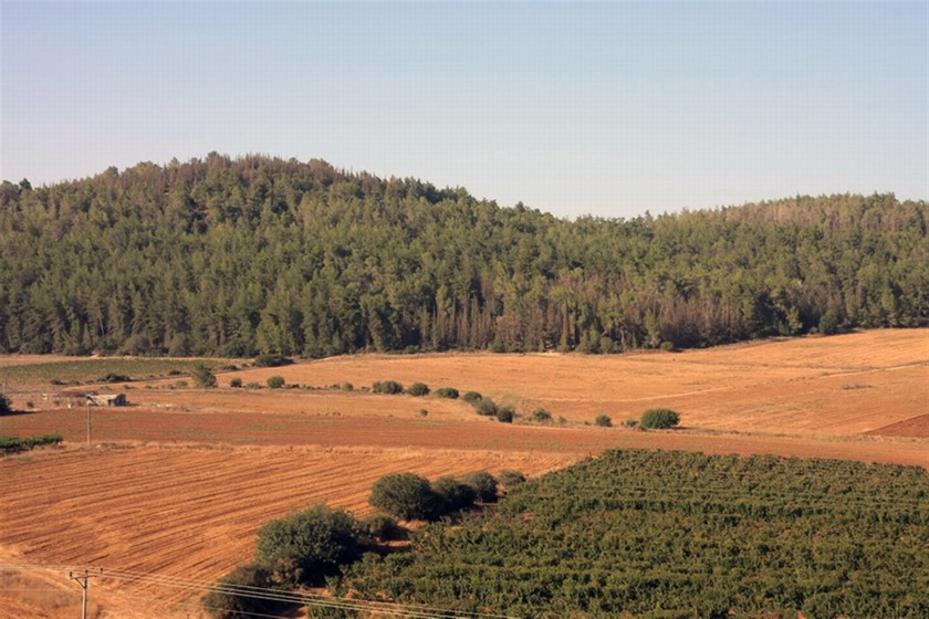 יער משואה. צילום: יעקב שקולניק