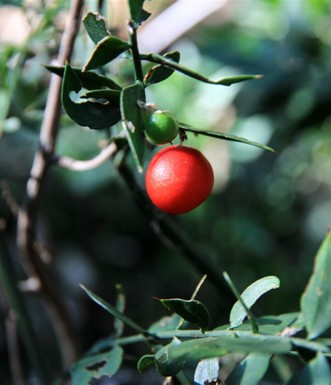 הפרי האדום של עצבונית החורש. צילום: יעקב שקולניק