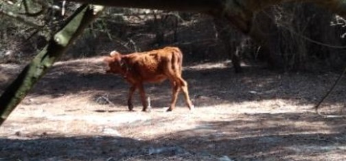 צילום: דפנה קוזוקרו
