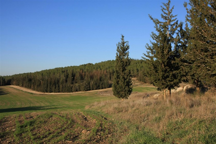 בגיאיות שבין חלקות היער משובצות חלקות שדה. צילום: יעקב שקולניק