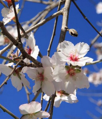 ענף שקד במלוא תפארתו. צילום: יעקב שקולניק