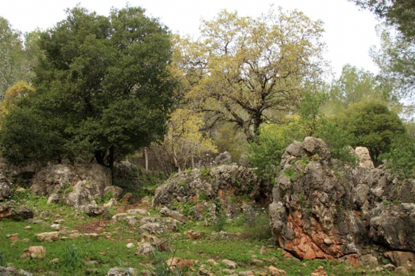 חורף ביער בית קשת. צילום: יעקב שקולניק