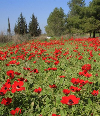 שדה כלניות ביער בארי. צילום: יעקב שקולניק