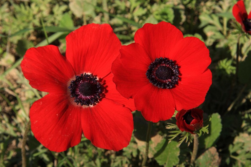 כלנית מצויה. צילום: יעקב שקולניק