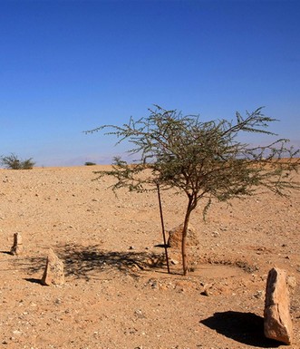 שתיל צעיר של שיטה סלילנית. צילום: יעקב שקולניק