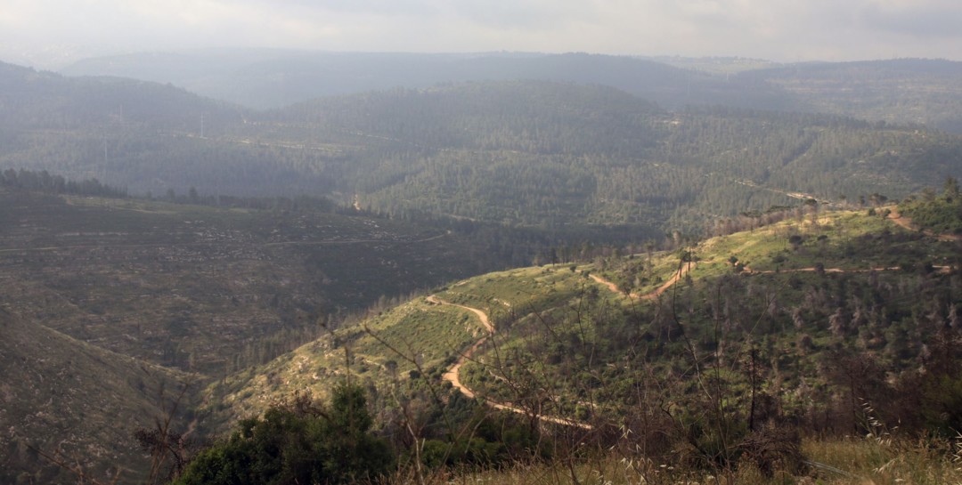 נוף בערפל. צילום: יעקב שקולניק