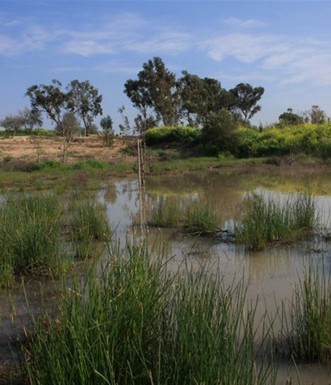שלולית החורף בחניון הודיה. צילום: יעקב שקולניק