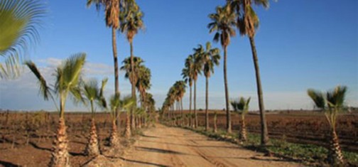 שדרת הוושינגטוניות. צילום: יעקב שקולניק