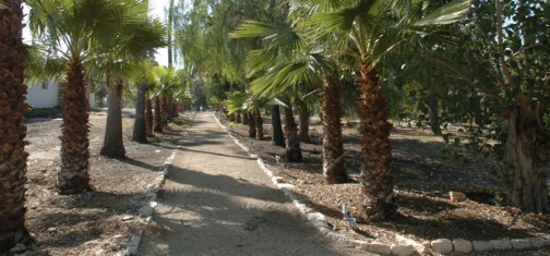 צילום: ארכיון הצילומים קק"ל