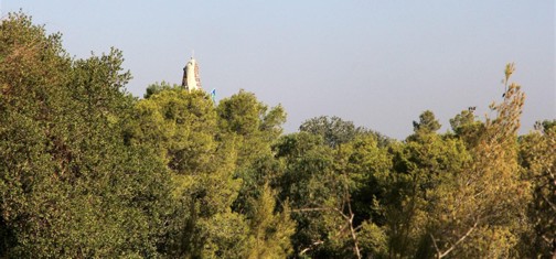 מצפה משואה מתנשא מעל ליער. צילום: יעקב שקולניק