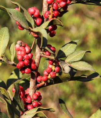 פירות אלת המסטיק. צילום: יעקב שקולניק