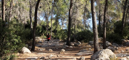 היער שלמרגלות מצפה משואה. צילום: יעקב שקולניק