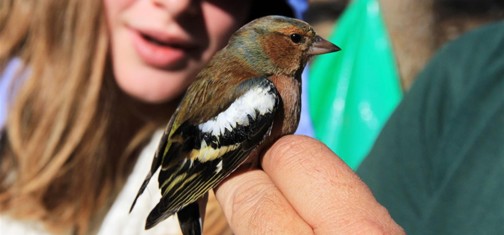 פרוש זכר לפני שחרורו לחופשי. צילום: יעקב שקולניק