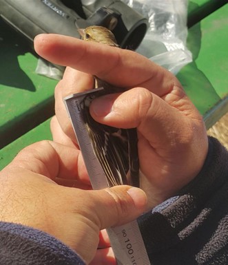 ירון צ"רקה, הצפר הראשי של קקל, מודד אורכן של אברות התעופה. צילום: טלילה ליבשיץ, קק"ל