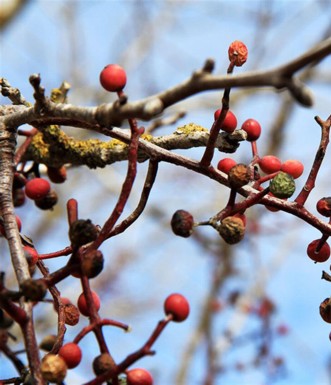 פירות אלה אטלנטית. צילום: יעקב שקולניק