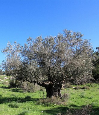 עץ זית קשיש. צילום: יעקב שקולניק