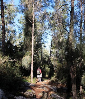 השביל ביער. צילום: יעקב שקולניק