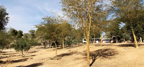 שיטה צהובת גזע. צילום: יעקב שקולניק