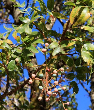 ענף פיסטוק (אלת הבוטנה) נושא פירות צעירים. צילום: יעקב שקולניק