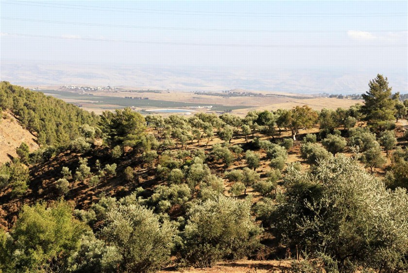כרמי זית במורד הדרך לעמק החולה. צילום: יעקב שקולניק