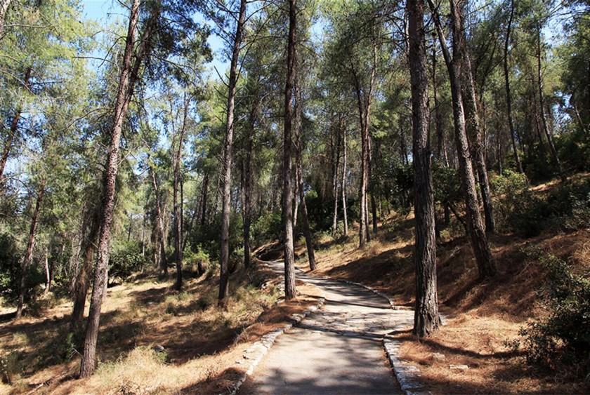 השביל ביער, ליד הגת. צילום: יעקב שקולניק