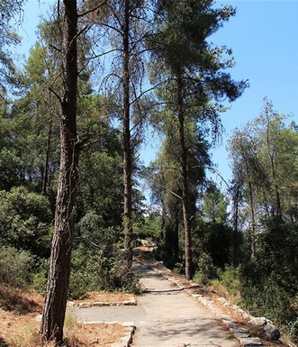 השביל ביער. צילום: יעקב שקולניק