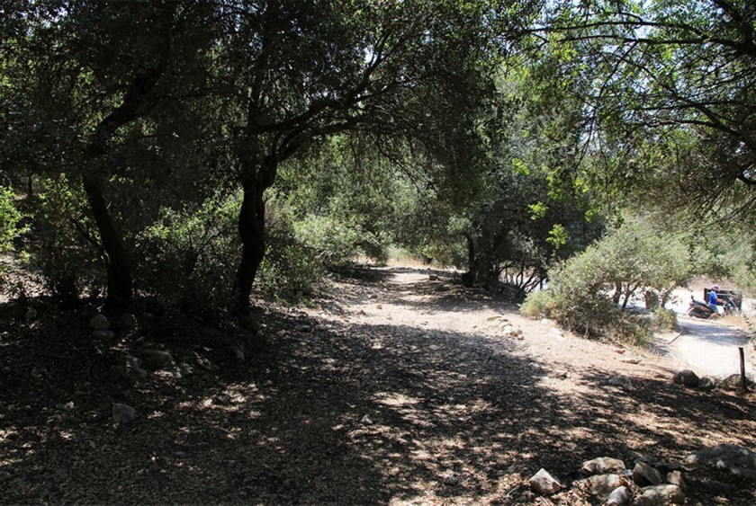 תוואי הדרך הרומית בין עצי החורש. צילום: יעקב שקולניק