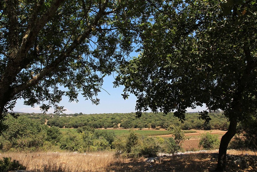 מבט מנקודת התצפית על נחל ציפורי. צילום: יעקב שקולניק