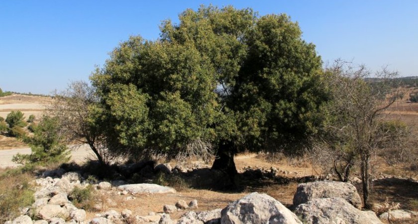 האלה הגדולה בקיץ. צילום: יעקב שקולניק