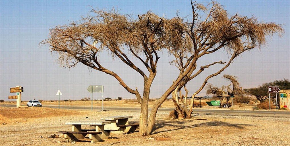 מסלול חניוני הערבה התיכונה. צילום: יעקב שקולניק