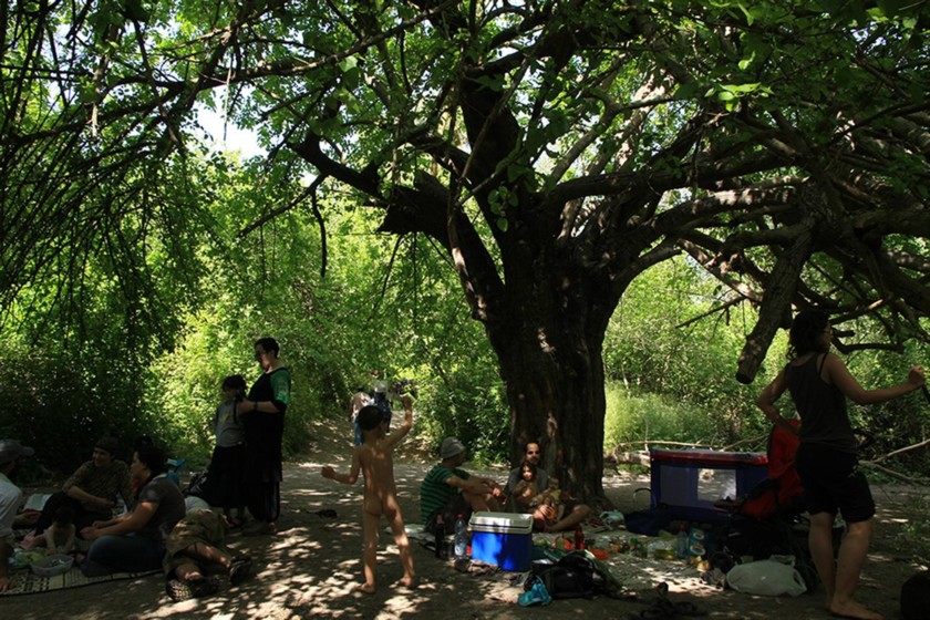 עץ התות הענק בעין קיני. צילום: יעקב שקולניק