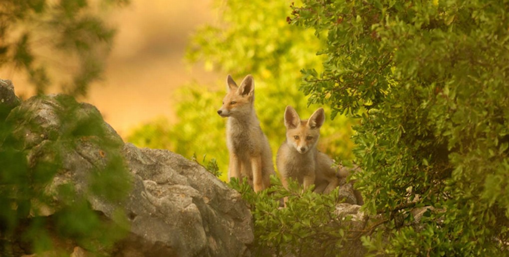 צמד שועלים צעירים ביער רמות. צילום: אלכס גייפמן. באדיבות עמותת רמות למען הסביבה
