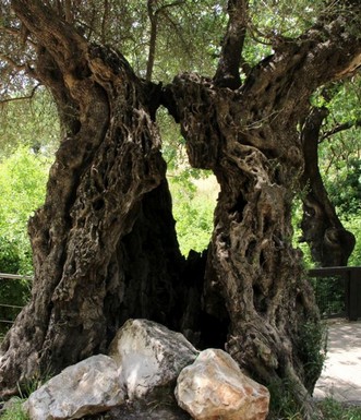 עץ זית קשיש. צילום: יעקב שקולניק