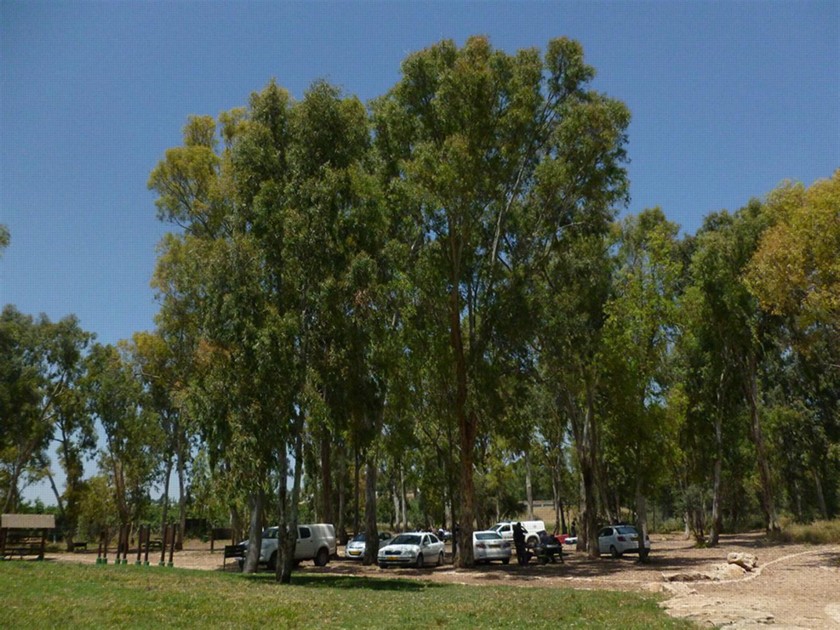 חורשת הבונקרים. צילום: יעקב שקולניק