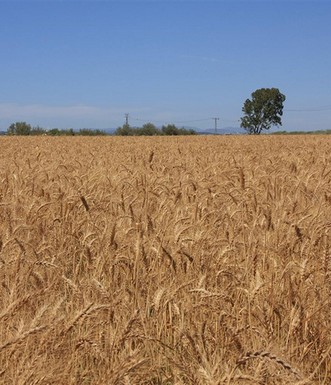עמק יזרעאל בימי הקציר. צילום: יעקב שקולניק