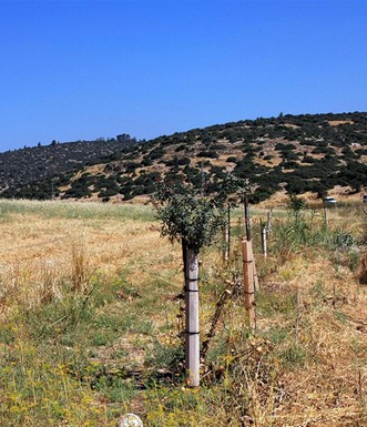 עצים צעירים מלווים את נחל גוברין. צילום: יעקב שקולניק