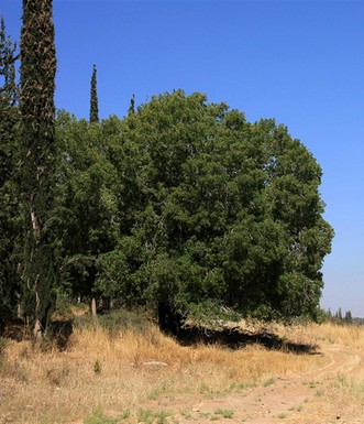 אלה אטלנטית גדולה למרגלות חורבת נחש. צילום: יעקב שקולניק
