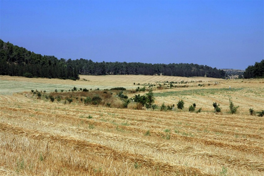נחל גוברין. אפשר לזהות את מהלכו של הנחל על פי עצי הבוסתן המלווים את הערוץ. צילום: יעקב שקולניק