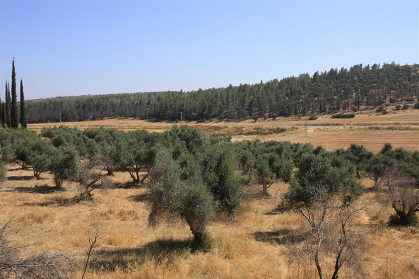 כרם הזיתים בדרך צנובר. צילום: יעקב שקולניק