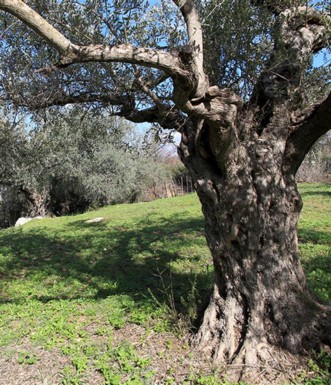 כרם הזיתים היפה ליד בית הקברות שבכברי. צילום: יעקב שקולניק
