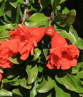 פריחת הרימון בנחל חרוד. צילום: יעקב שקולניק