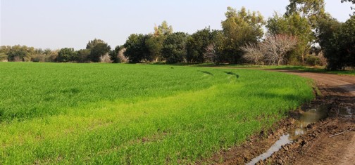 בוסתן תל זהרה מלווה את שולי השדה. צילום: יעקב שקולניק