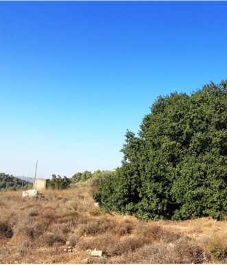 אלון מצוי ליד "הר כרמילה הקטן". צילום: יעקב שקולניק